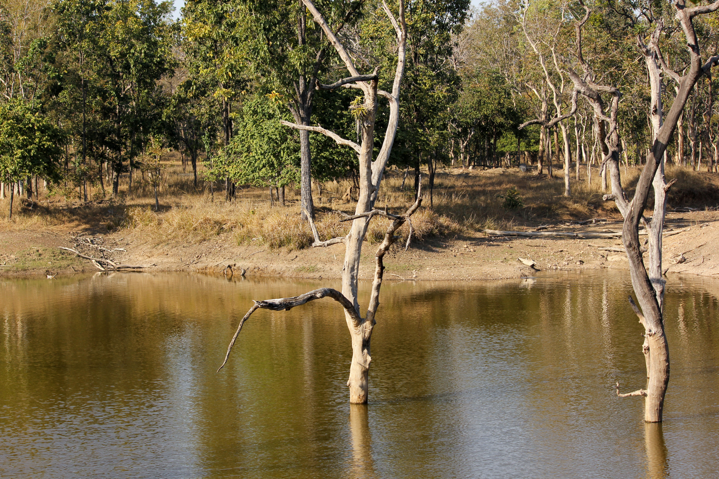 Pench_National_Park[1].webp